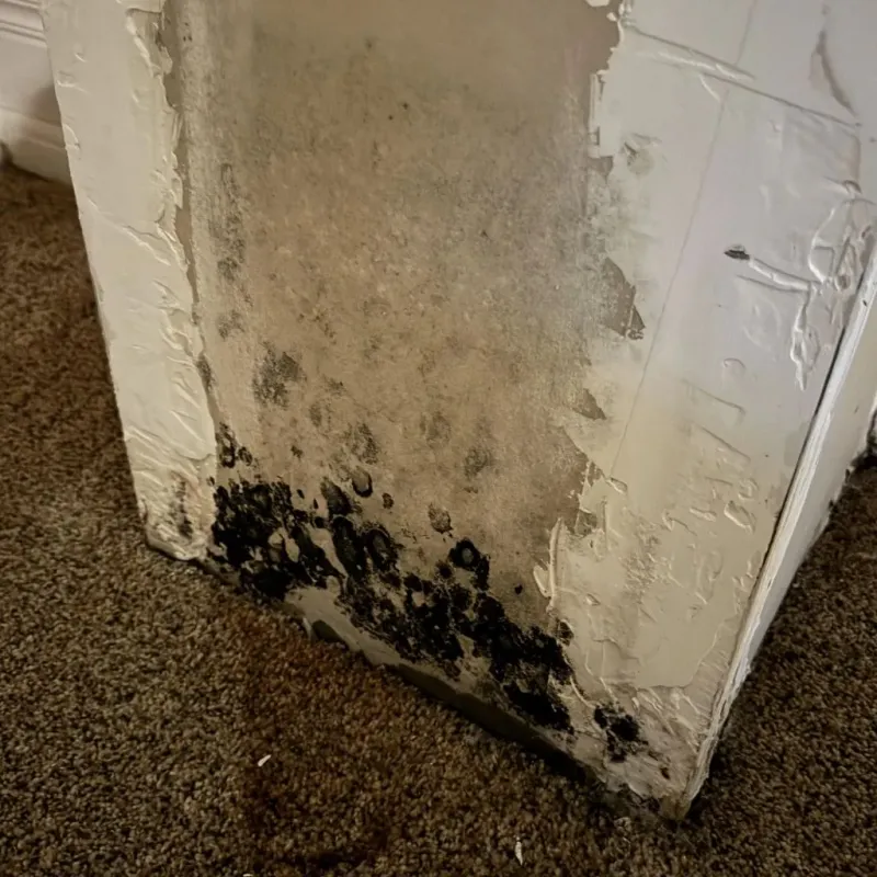 Professional Mold Removal in Riverdale, GA